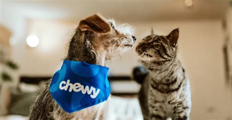 chewy dog food official site.